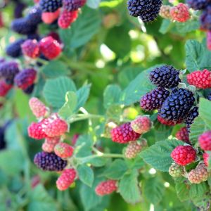Blackberries On a Vine in Various Stages of Ripeness