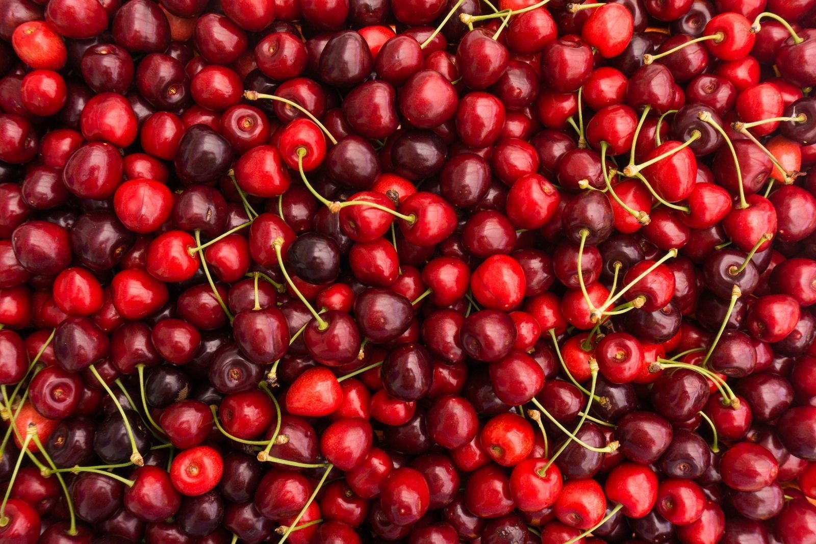 Non-stop Fresh Cherries