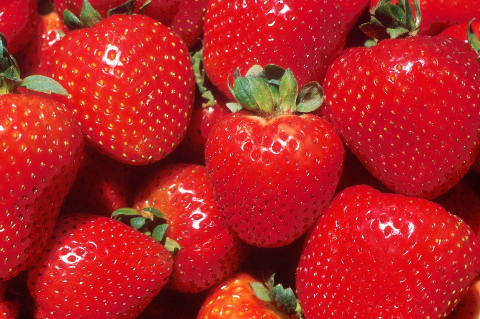 Non-stop Fresh Raspberries