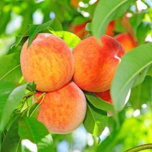 Peaches in a Tree