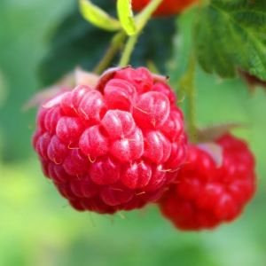 Ripe Raspberries Hanging on a Vine