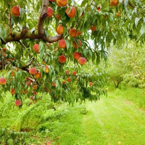 Peach Tree With Peaches